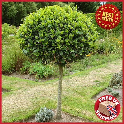 Evergreen olive tree - olive,