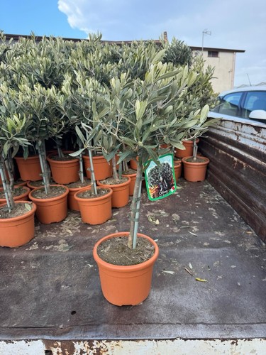 Olive tree pot foot - in,