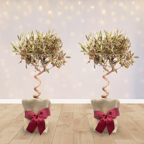 Pair christmas gift wrapped - pair,