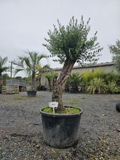 1 x 7ft Olive Tree Gnarled