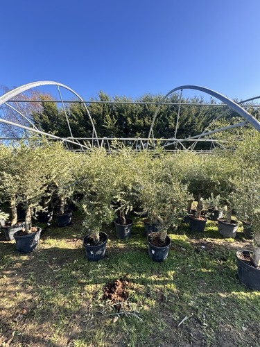 7ft wild olive tree - wild,