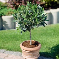 Olive Tree Olea Europea |