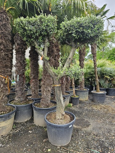 9ft olive tree cloud - x,