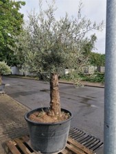 Gnarled Olive Tree 5-6 ft