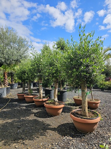 6ft olive tree - x, in