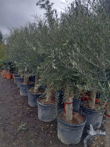 Olive tree standard lollipop - tree,