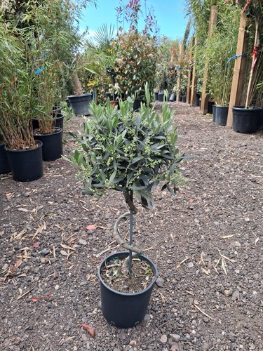 Twisted olive trees potted - twisted,