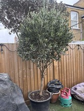 Mature Olive Tree - 6ft Large