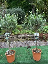 2 x Olive Trees (Olea Europea)