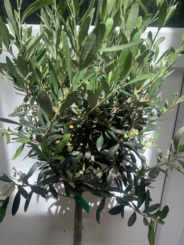 Olive tree 110 120cm - tree, tall
