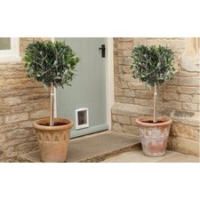 Olive Tree Olea Europea Hardy