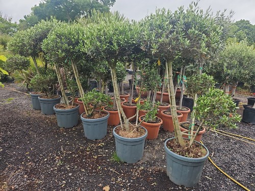 5ft olive tree topiary - 5-5.5ft,