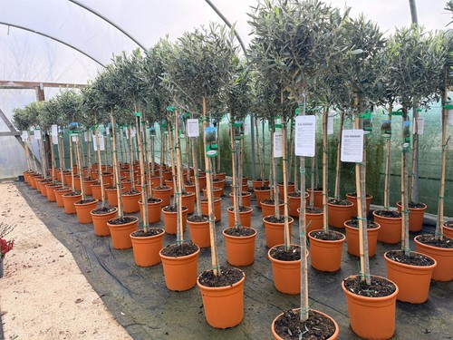 Olea europaea hardy - europaea, outdoor