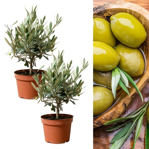 Olive tree stem - on, in