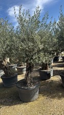 European Olive Tree HUGE Trunk