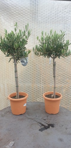 Pair olive tree standard - olive,
