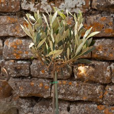Mini Standard Olive Tree, 13cm