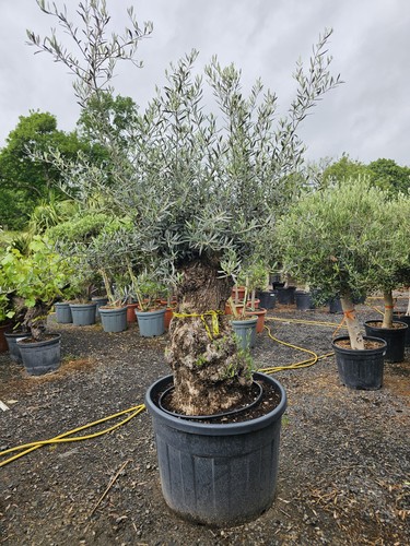 1x7 8ft olive tree gnarled - olive,