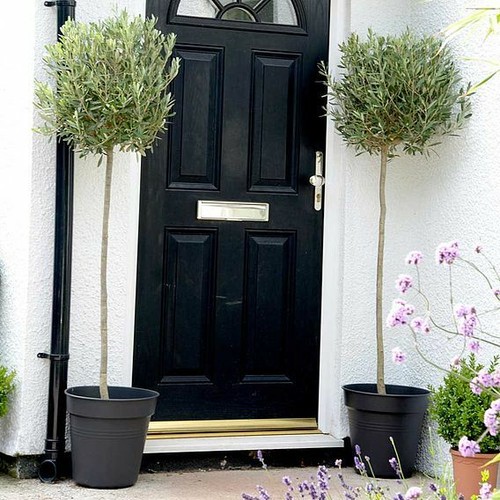 Olive tree large - -,