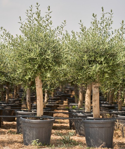 35l mature olive tree - 35l,