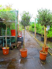 5ft inc. pot  Hardy Olive Tree