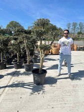 7ft Cloud Olive Tree (Olea