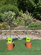 2 x Olive Tree Evergreen (olea
