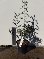 Mini Olive Tree Olea Europaea