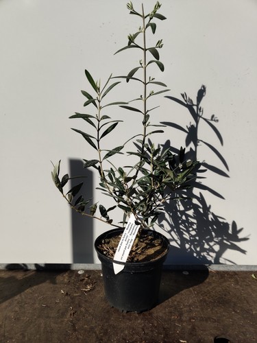 Mini olive tree olea europaea - mini,
