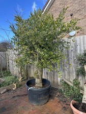 9ft Chunky Mature Olive Tree