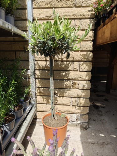 Standard olive tree olea - standard,