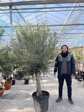 Olive Tree 35L 1.7-1.8m