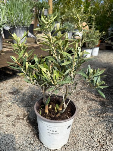 Olea europea common - 1,