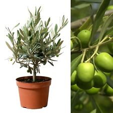 1 x Olive Tree on Stem in 14cm