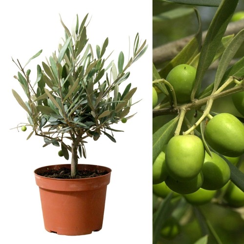 Olive tree stem in 14cm - tree, on