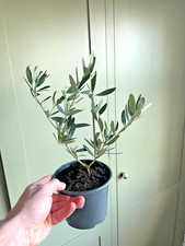 1 x Olive Tree in 1 ltr Pot -