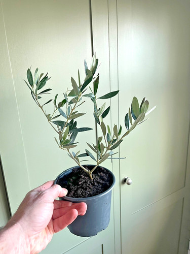 Olive tree ltr pot - in,