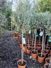 Olive Tree Large Approx