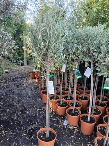 Olive tree large approx - tree,
