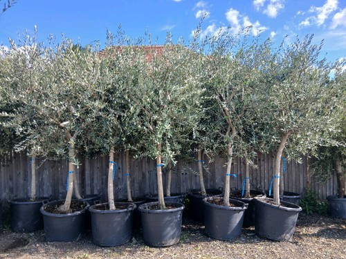 European olive tree hardy - olive,