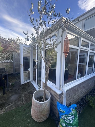 Olive tree and pot - olive,