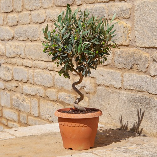 Patio spiral stem - spiral, plant
