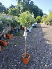 Olive Tree Large Approx 150cm