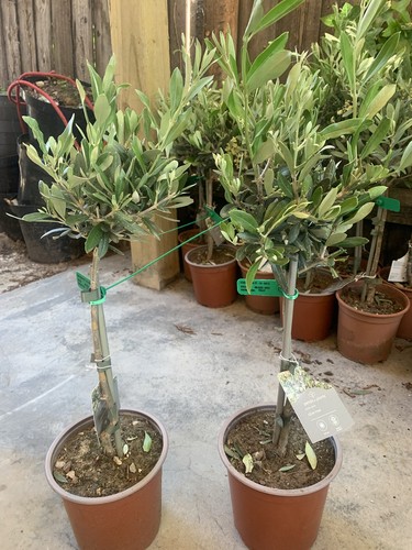 Olive tree out - ,