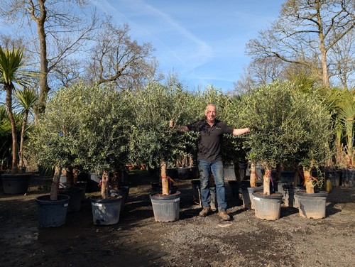 7ft olive tree 45 ltr - x, 6-7ft