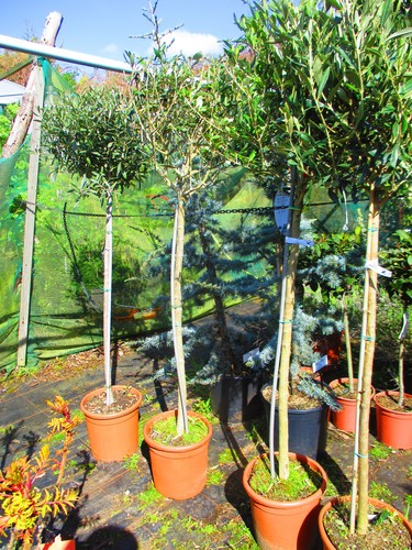 5ft inc pot hardy - , tree