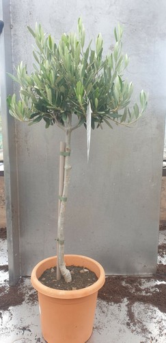 Olive tree standard - standard,